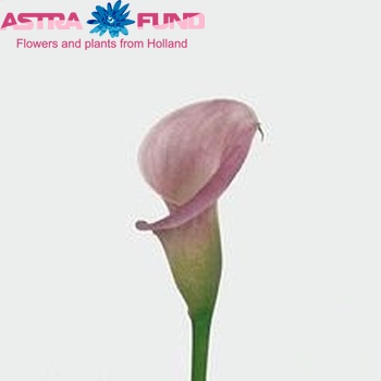 Zantedeschia 'Little Suzy' Foto