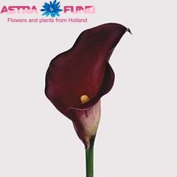 Zantedeschia 'Majestic Red' Foto