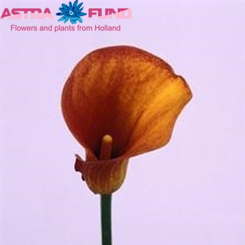 Zantedeschia 'Mandarin' photo