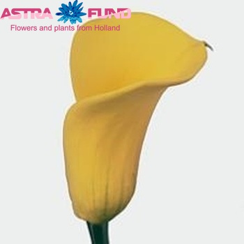 Zantedeschia 'Millennium Gold' photo