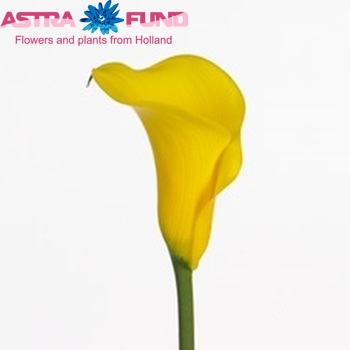 Zantedeschia 'Moonshine' Foto