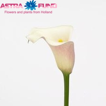 Zantedeschia Navarone Foto