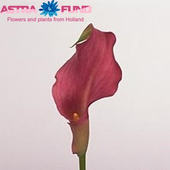 Zantedeschia 'Neon Amour' Foto