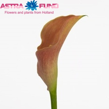 Zantedeschia 'Neroli' photo