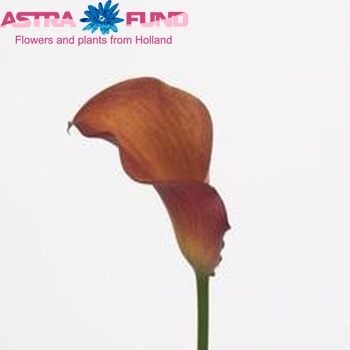 Zantedeschia 'Orange Beauty' photo