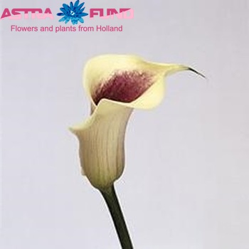 Zantedeschia 'Picasso' photo