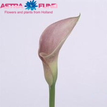 Zantedeschia 'Pink Diamond' zdjęcie