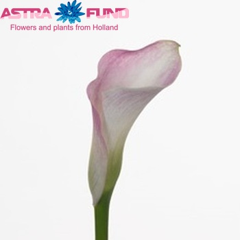 Zantedeschia 'Pink Giant' Foto