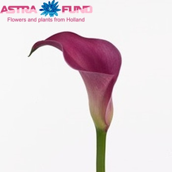 Zantedeschia 'Pink Jewel' zdjęcie