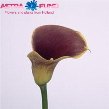 Zantedeschia 'Purple Haze' Foto