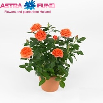Rosa Orange Star Foto