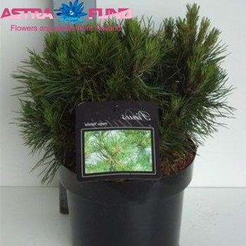 Pinus Varella photo