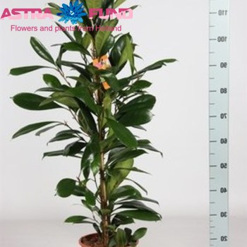 Ficus Cyathistipula Foto