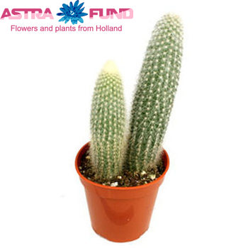 Cactus Cleistocactus Foto