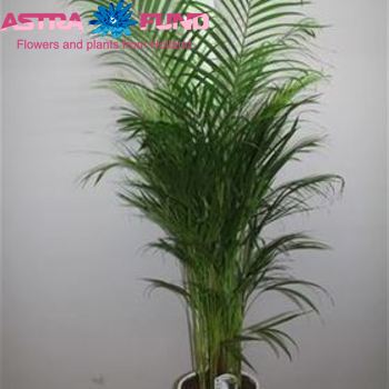 Chrysalidocarpus Areca photo