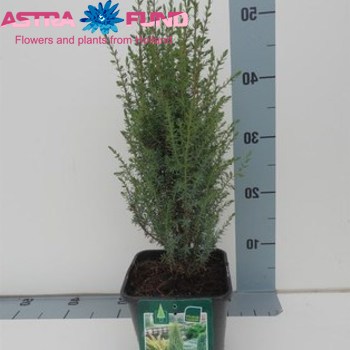 Juniperus Arnold Foto