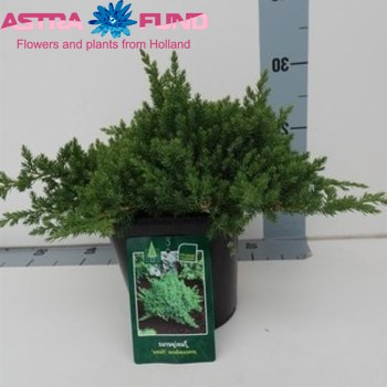 Juniperus Nana photo