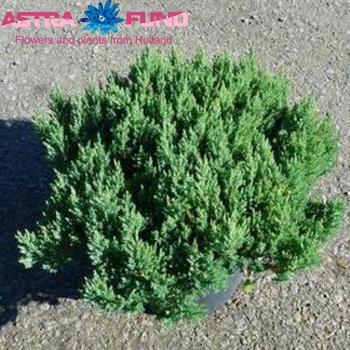 Juniperus Sabina Foto