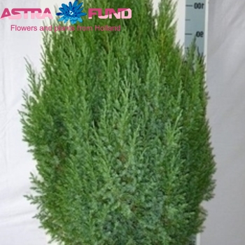 Juniperus Stricta Foto
