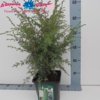 Juniperus Suecica Foto
