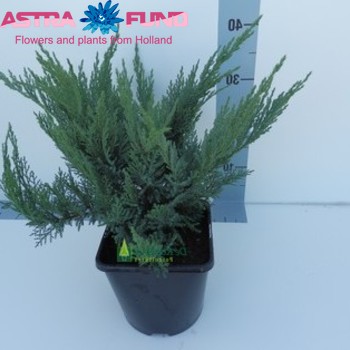 Juniperus Tamariscifolia Foto