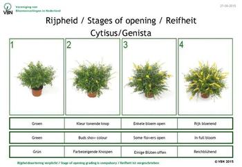 cytisus-genista
