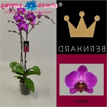 Phalaenopsis Bellini 2 tak Foto