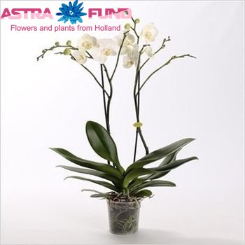 Phalaenopsis Gr. White Giant 2 tak фото