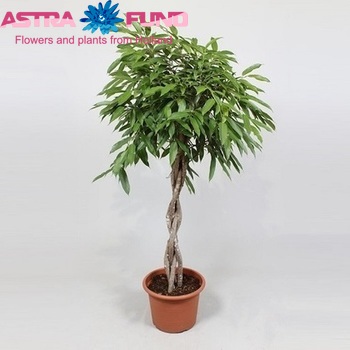 Ficus Amstel King Twisted photo