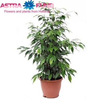 Ficus Anastasia photo