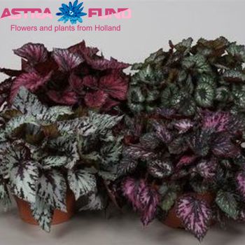 Begonia leaf Royal colors photo