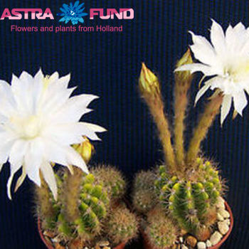 Cactus Echinopsis Foto