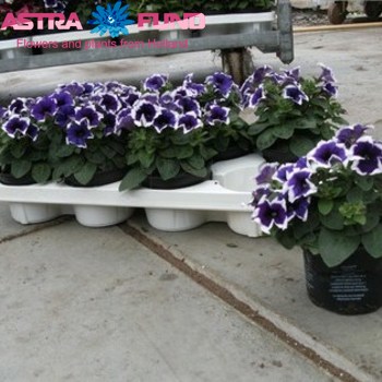 Petunia Purple-White Foto