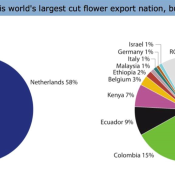 The World's Largest Exporter Of Flowers Foto