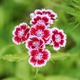 Small dianthus 1491221943