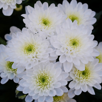 Novelty - chrysanthemum Altaj photo