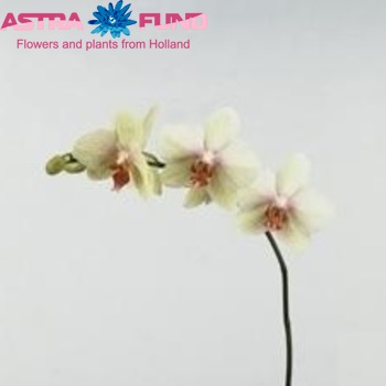 Phalaenopsis Omega Foto