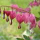 Small dicentra 1491222259