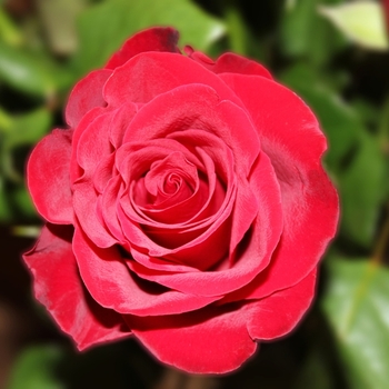 Kenyan rose. Quality! Foto