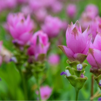 Attention! The season of curcuma is over! photo