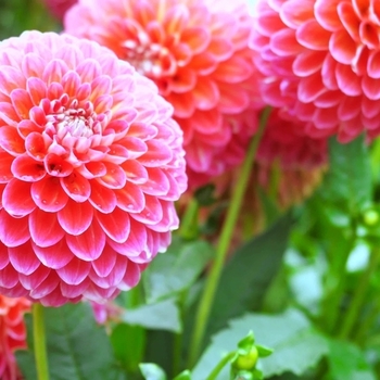Attention! The season of dahlia is over! photo