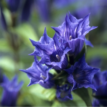 Attention! The season of gentiana is over! Foto