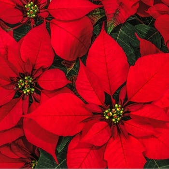 Attention! The season of poinsettia is over! photo