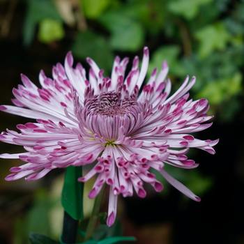 Attention! Chrysanthemum quality! Foto