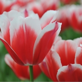 Attention! The season of tulipa is over! photo