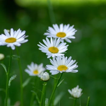 Attention! The season of leucanthemum is over! Foto