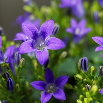 Attention! The season of campanula is over! Foto
