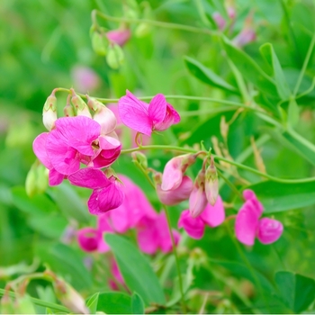 Attention! The season of lathyrus is over! Foto