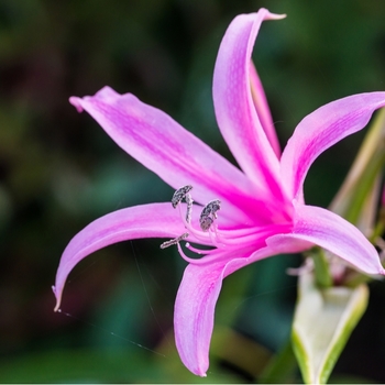 Attention! The season of nerine is over! Foto