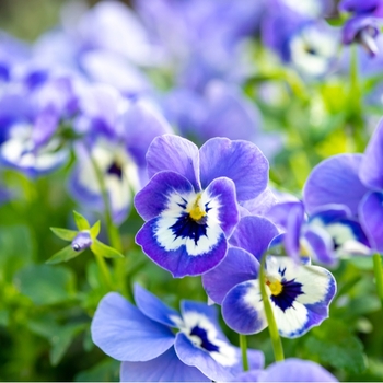 Attention! Viola pot plant season begins! Foto